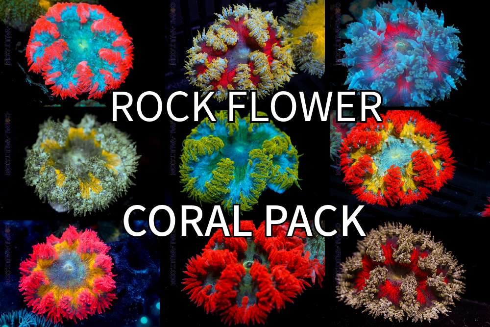 Rock Flower Pack