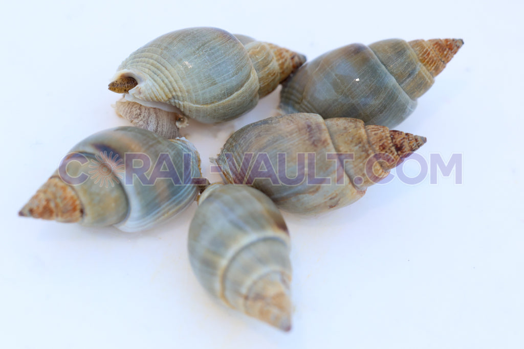 XL Nassarius Snails (5 pack)