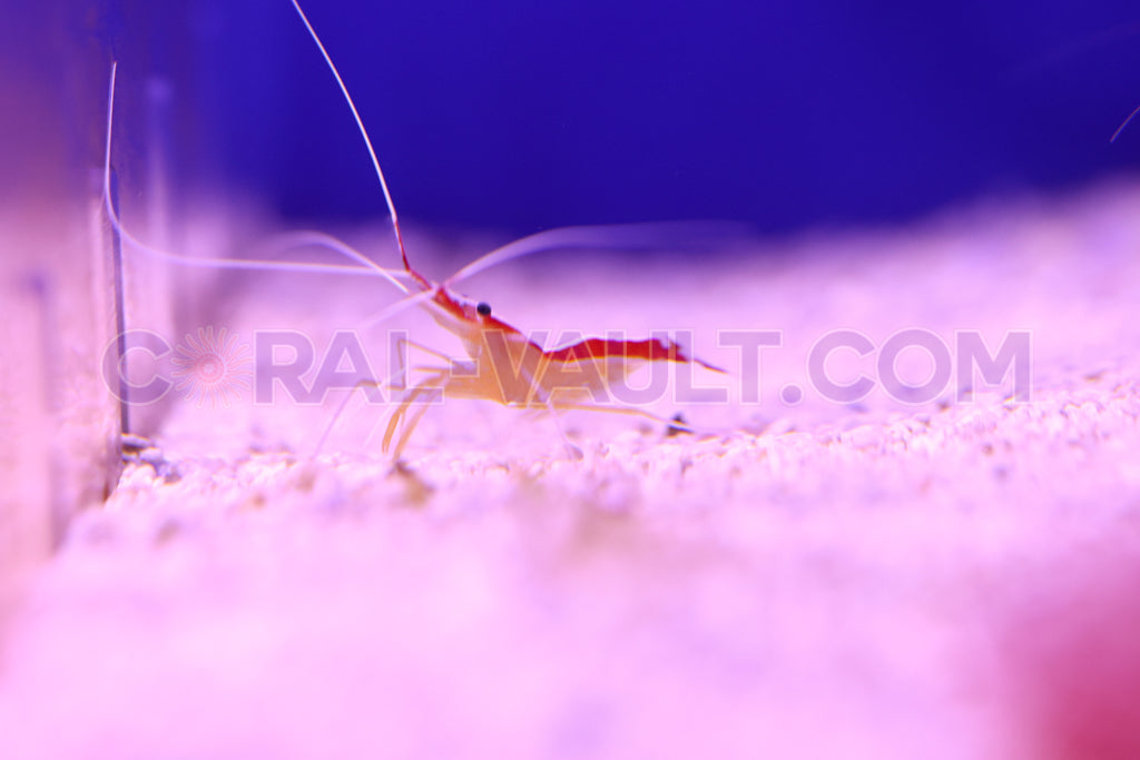 Cleaner Shrimp (1 Pack)