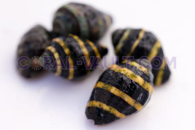 Bumblebee Snails (5 Pack)