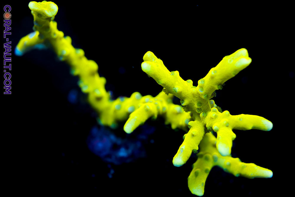 CB The Thing Anacropora