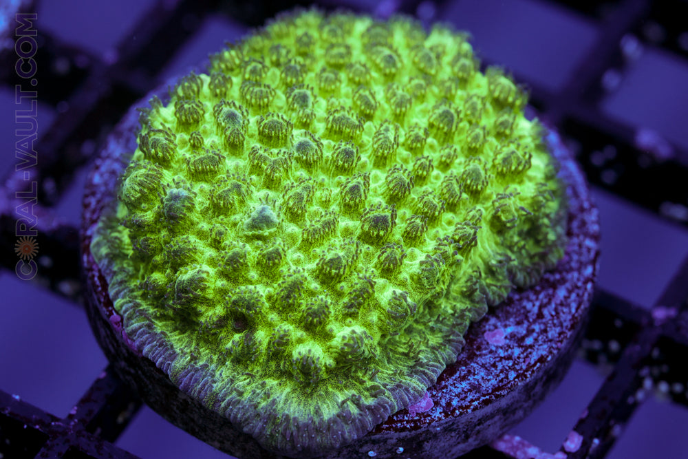 Neon Scroll Coral